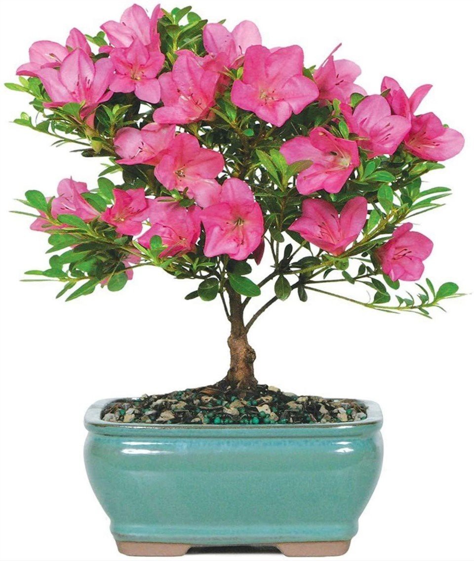 Azalea(Rhododendron)