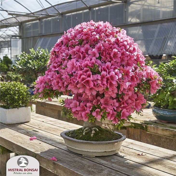 azalea-super-florida-1