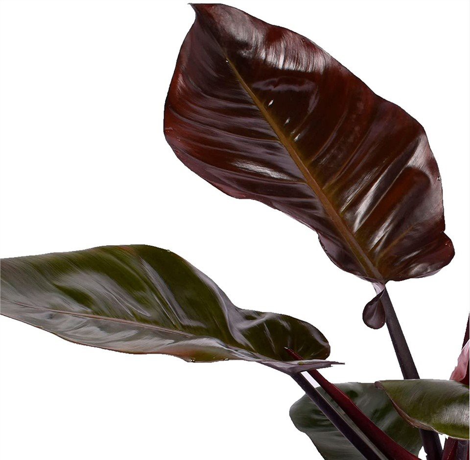Black Cardinal Philodendron