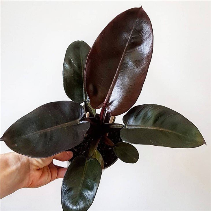 black cardinal plant