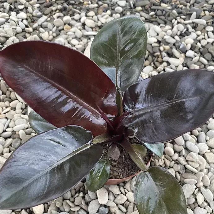 Svart kardinal Philodendron