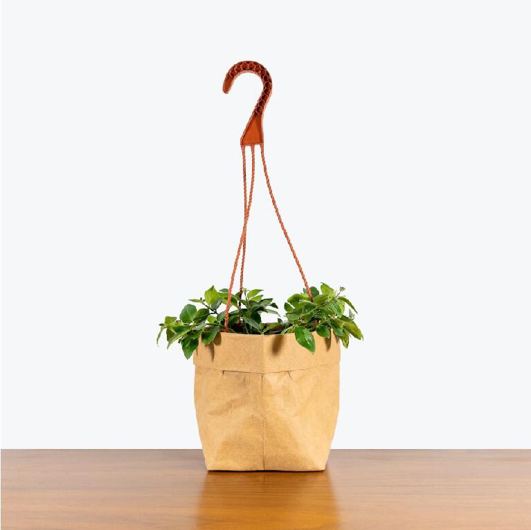 Leppestiftplante